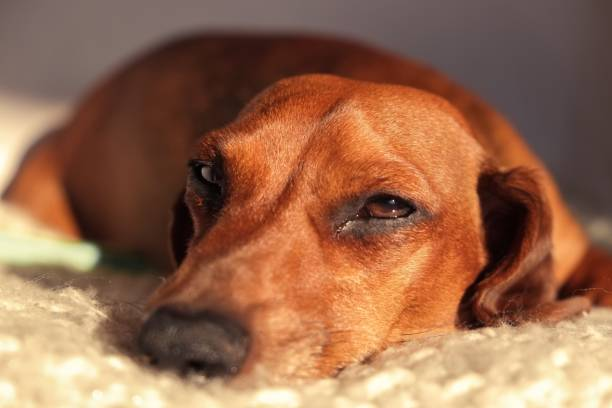 Support your dog's emotions